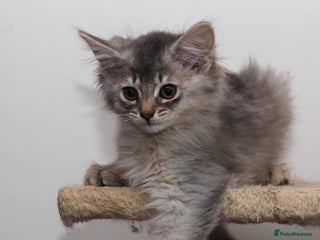 Somali cats Blue silver female Somali - Advert 10