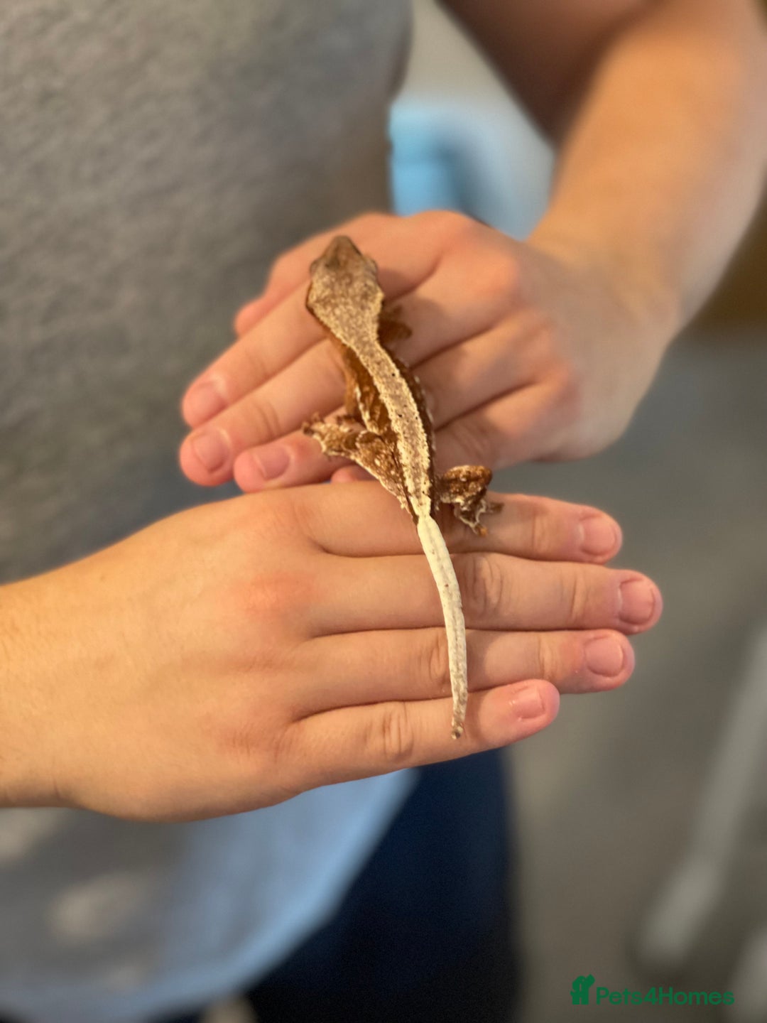 Gecko reptiles for sale: Crested Gecko - Advert 22