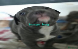 American Bulldog dogs for sale: American bulldog puppies - Image 3