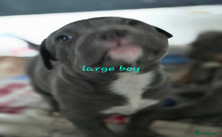 American Bulldog dogs - Advert 2