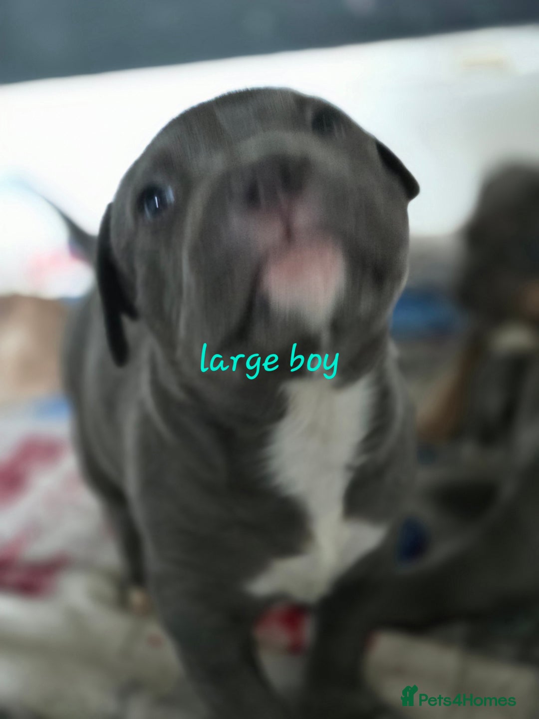 American Bulldog dogs for sale: American bulldog puppies - Image 3