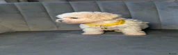 Maltipoo dogs for sale: Judy M - Advert 6