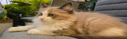 Ragdoll cats for sale: Rare European Long-Haired Ragdoll Kittens - Advert 11
