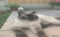 Ragdoll cats for sale: Ragdoll Kittens- 3 Bundles of fluff - Image 6