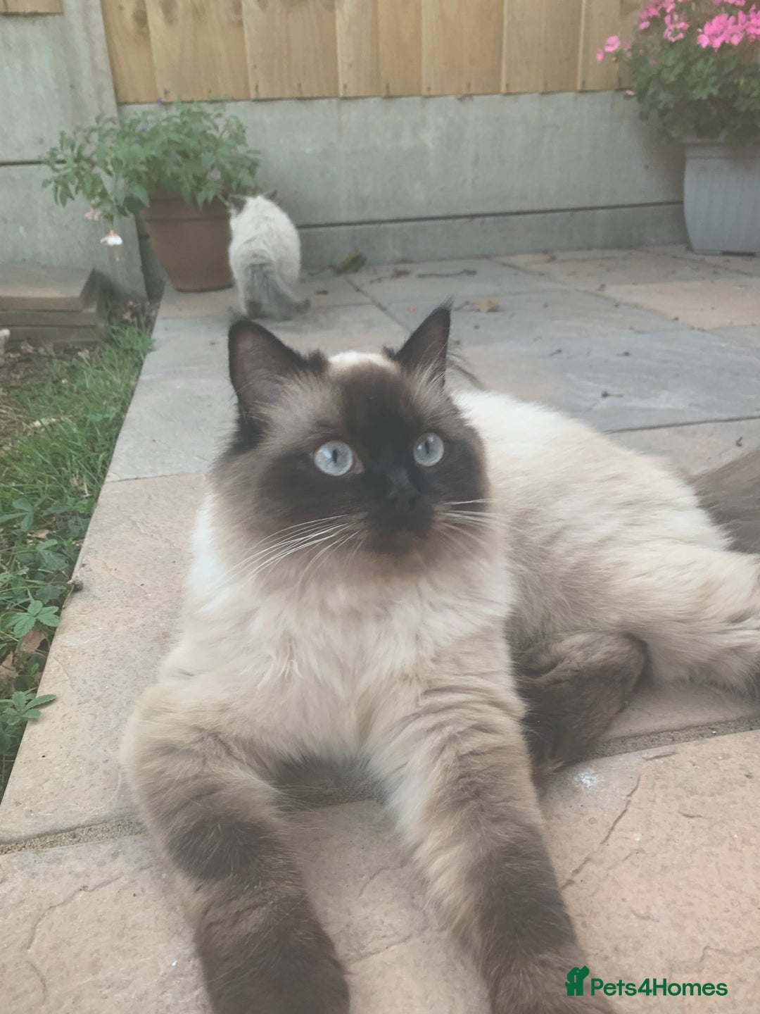 Ragdoll cats for sale: Ragdoll Kittens- 3 Bundles of fluff - Image 6