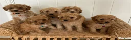 Cavapoochon dogs for sale: 🐾Beautiful F1b Cavapoochon Puppies 🐾 - Advert 4