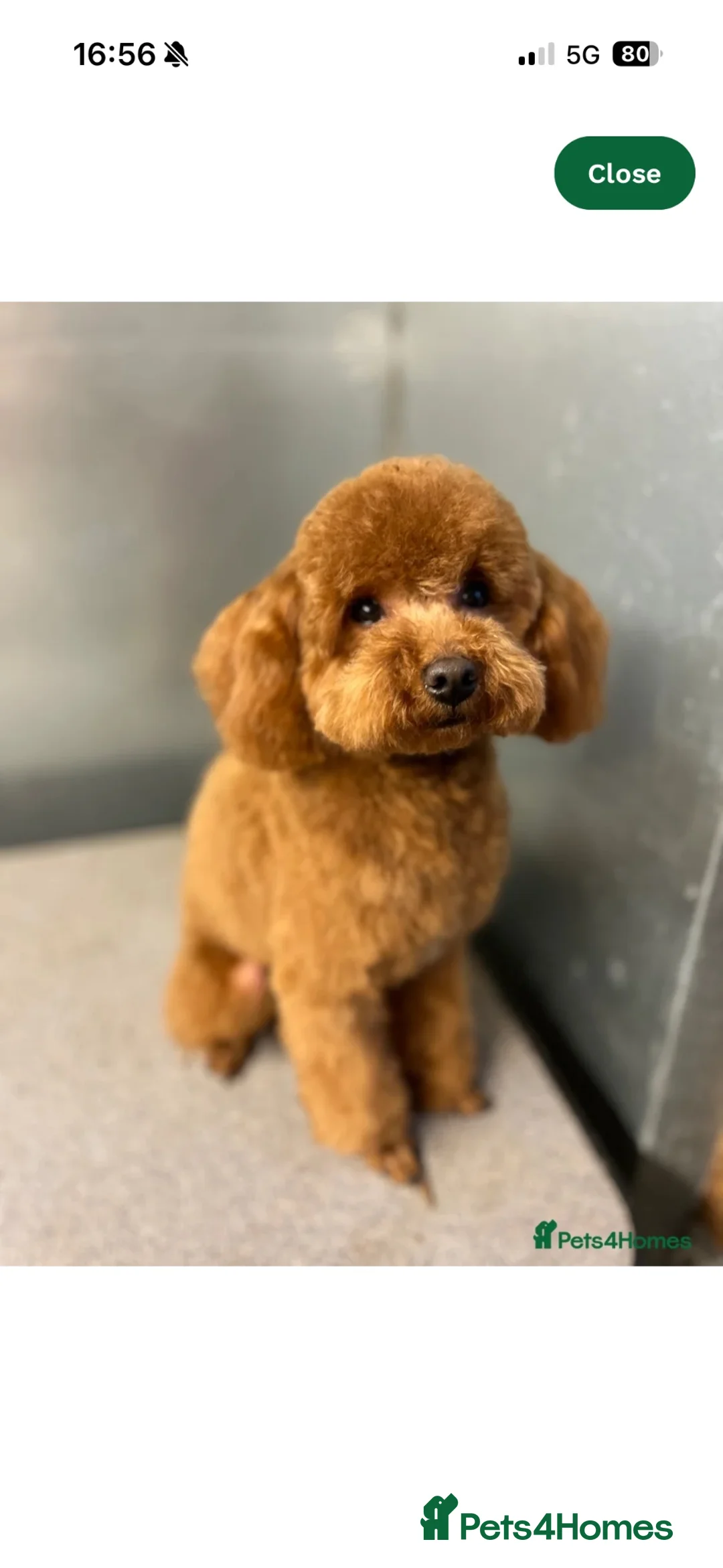 Toy Poodle dogs for sale: Kc registered deep red toy poodles - Advert 2