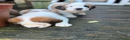 Saint Bernard dogs for sale: Exceptional St Bernard Puppies - Advert 3