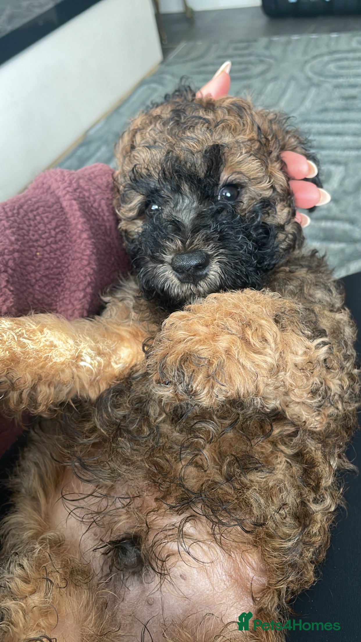Poochon dogs for sale: Ready to leave NOW poochons🐶❤️ - Advert 6