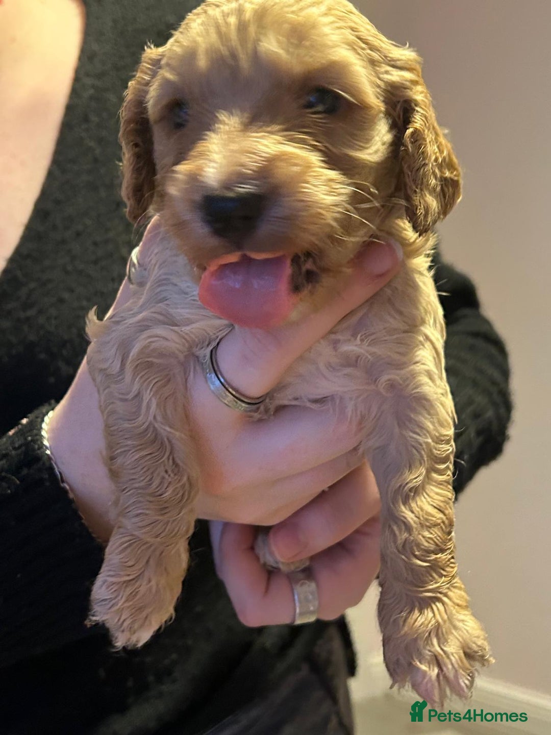 Cockapoo dogs for sale: 8 gorgeous F1 Cockapoos - Advert 25