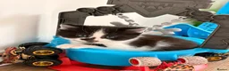 Mixed Breed cats for sale: 4 Beautiful Kittens Looking for Loving Homes - Advert 4