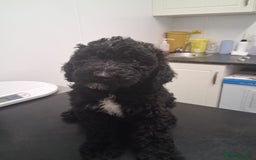 Sheepadoodle dogs for sale: F1b mini sheepadoodles  - Image 13