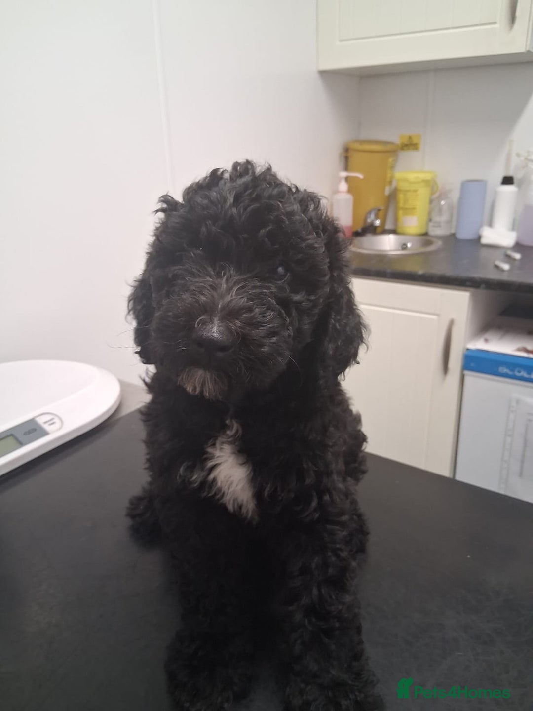 Sheepadoodle dogs for sale: F1b mini sheepadoodles  - Image 13