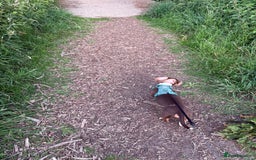 Miniature Dachshund dogs for sale: Milo the miniature dachshund  - Image 4