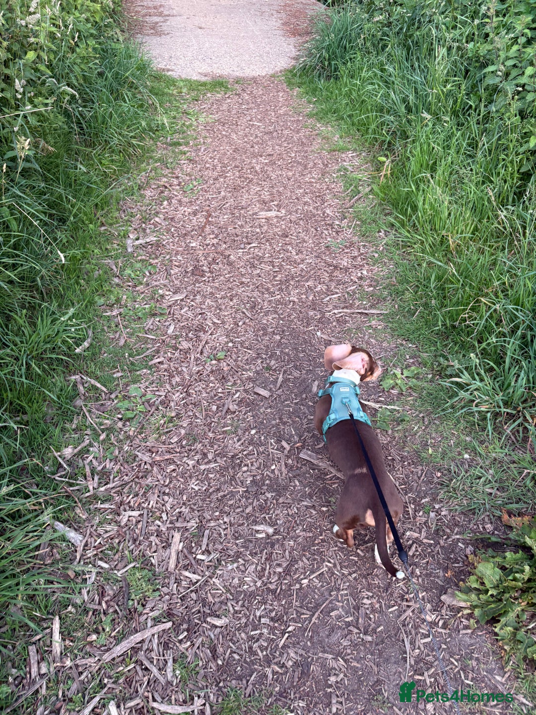 Miniature Dachshund dogs for sale: Milo the miniature dachshund  - Image 4