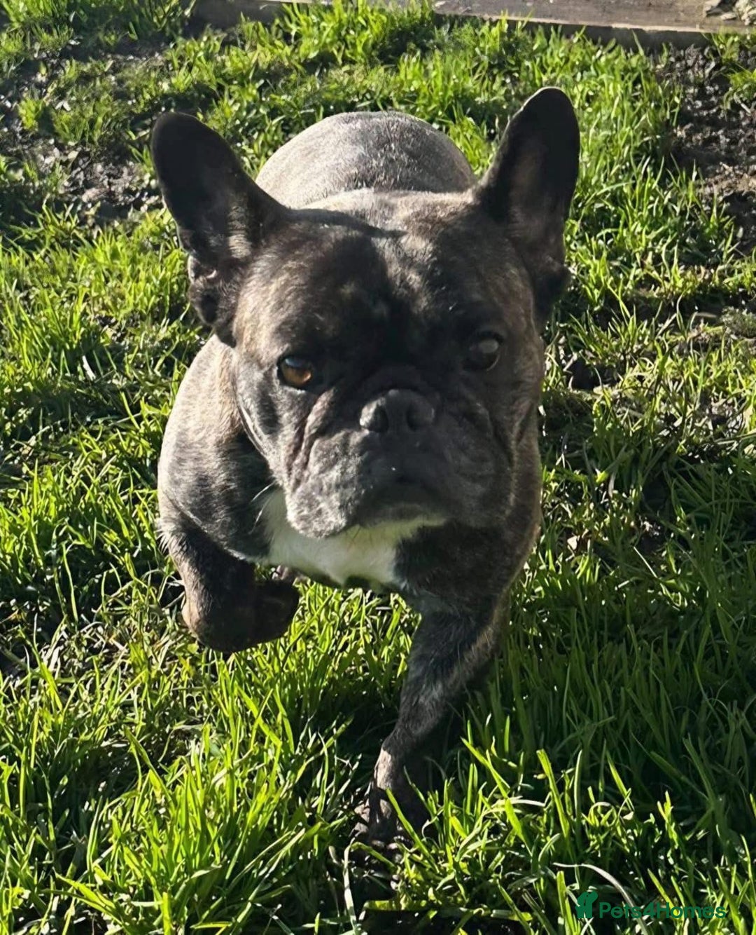 French Bulldog dogs for adoption: Perfect pixie - Advert 2