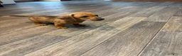 Dachshund dogs for sale: Dachshund puppies - Advert 12
