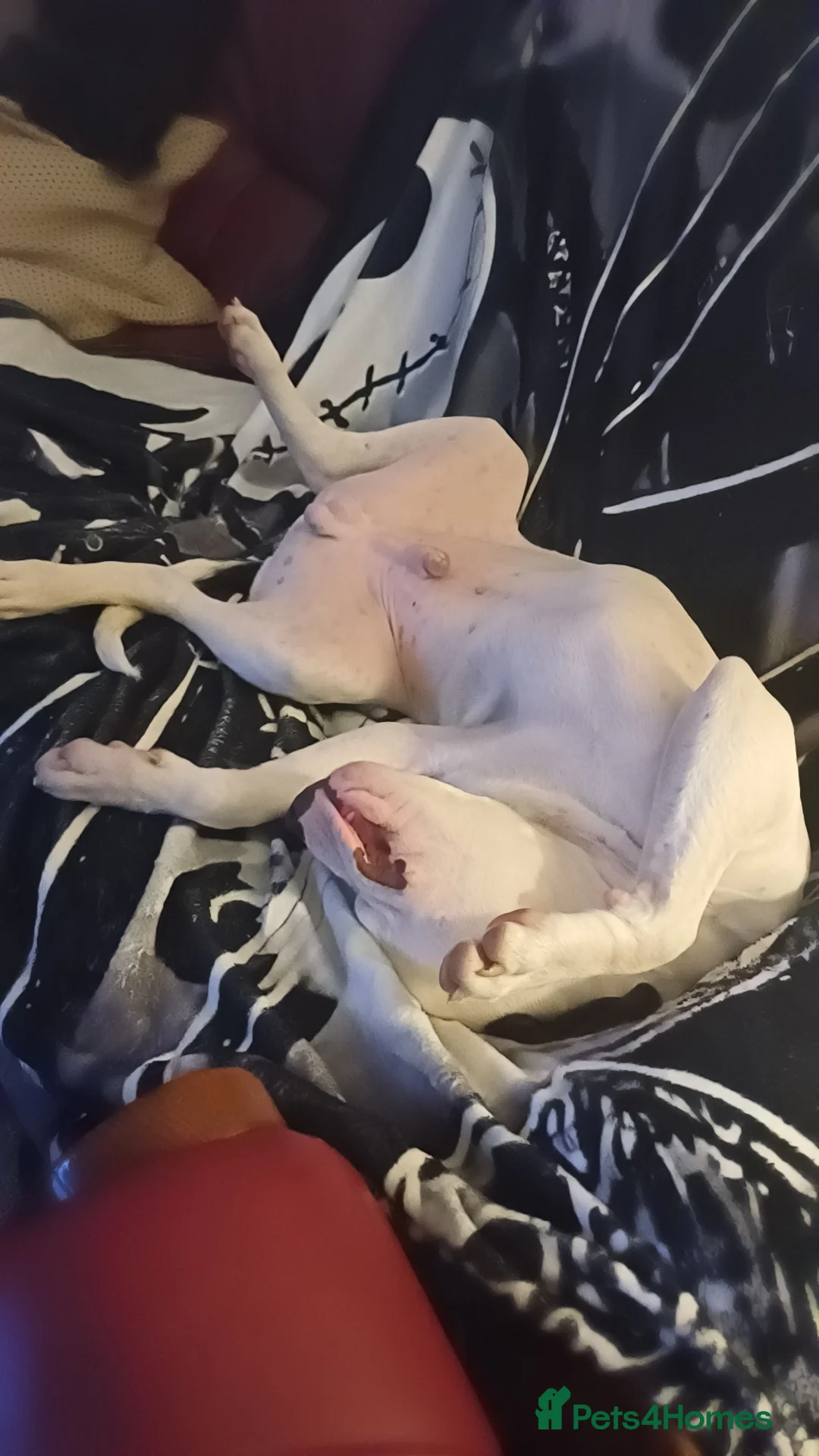 Mixed Breed dogs for sale: Zero - American Bully x Staffy - Advert 6