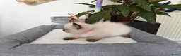 Ragdoll cats for sale: Pure breed ragdoll kittens - Advert 16