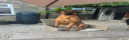 Rhodesian Ridgeback dogs for sale: Wait List Open - Safely Arrived 14th June - Advert 11