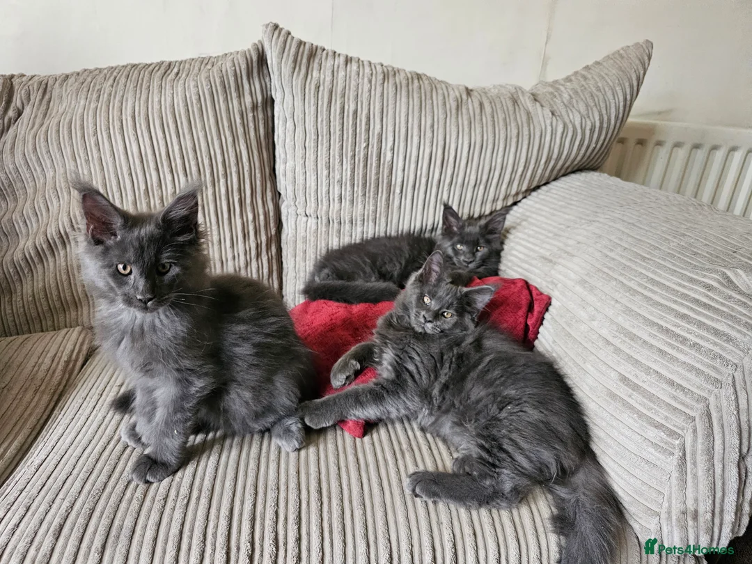Maine Coon cats for sale: Blue Maine Coon Kittens in Dover - Advert 14