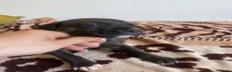 Mixed Breed dogs for sale: Amazing American Staffordshire pups for sell in Woodford Green - Advert 12