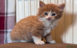 Domestic Shorthair cats for sale: ✨🐾 Gorgeous Kittens Looking for Loving Homes 🐾✨ - Image 3