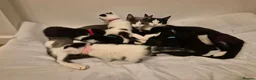 British Shorthair cats for sale: Kittens in Coventry - Advert 17