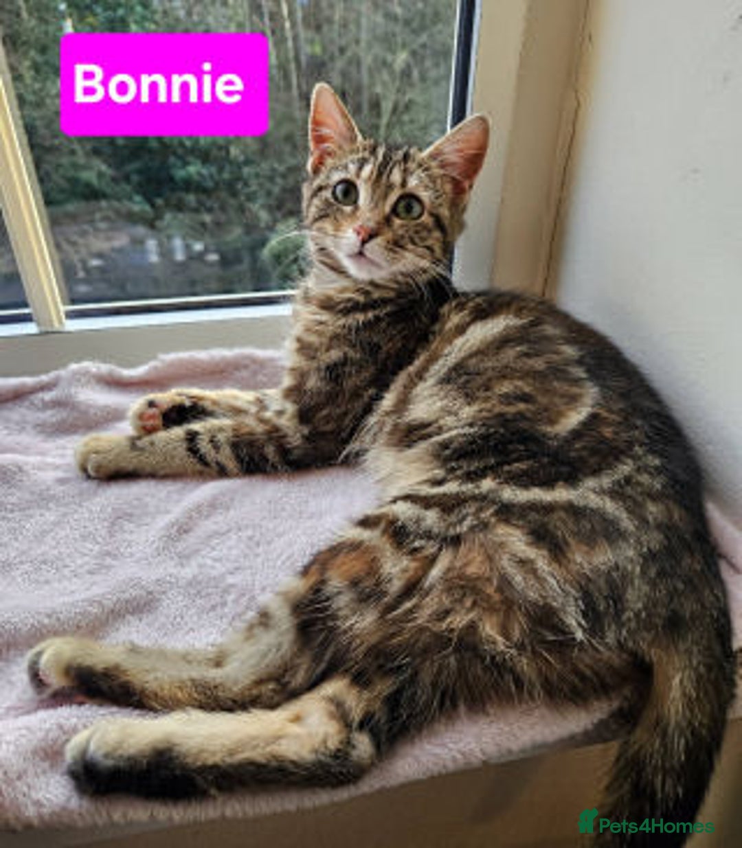 Mixed Breed cats for adoption: Bonnie and Cleo - Advert 2