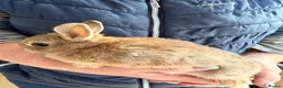 Netherland Dwarf rabbits for sale: Netherlands Dwarfs - Advert 3