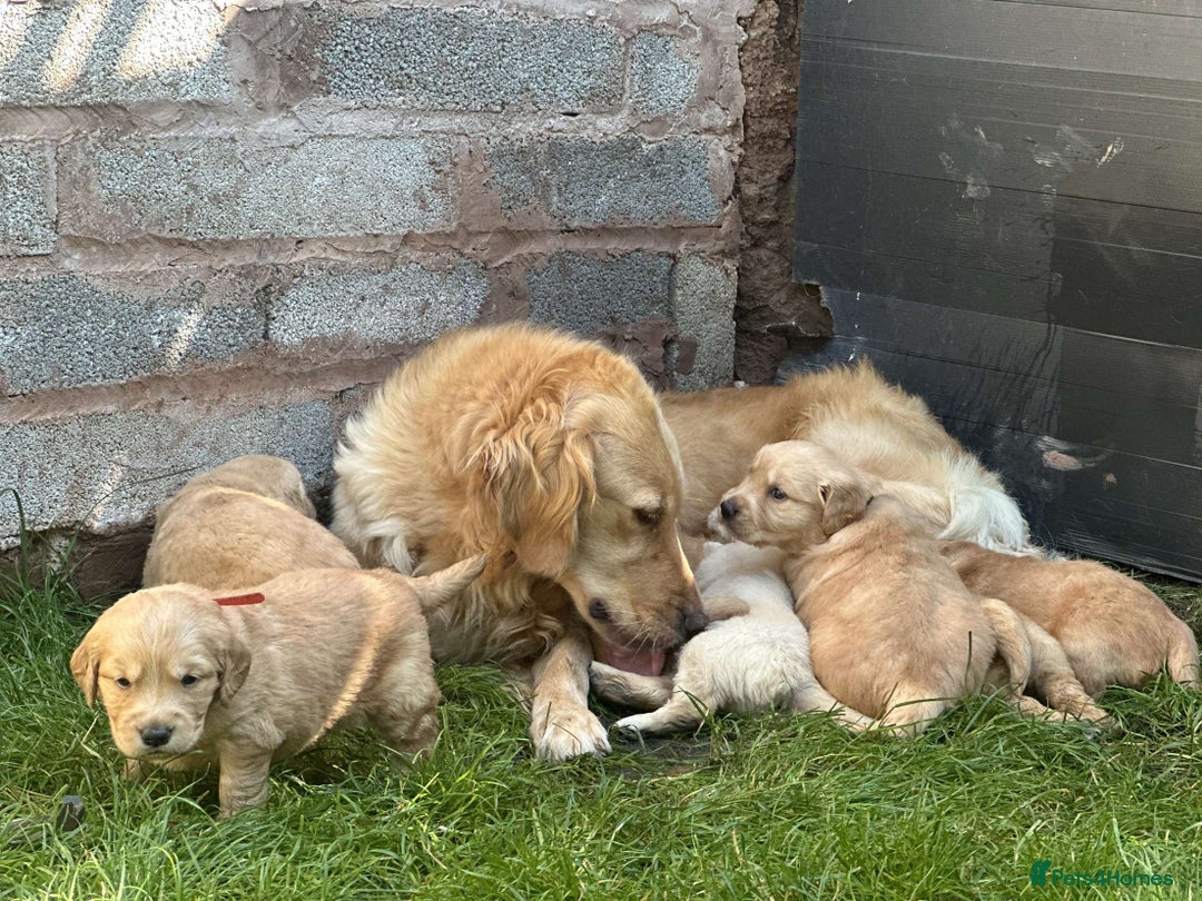 Golden Retriever dogs for sale: PEDIGREE HEALTH TESTED GOLDEN RETRIVER PUPPIES KC - Image 19