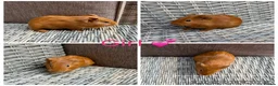 Guinea Pig rodents for sale: Male & Female piggies looking for new laps - Advert 23
