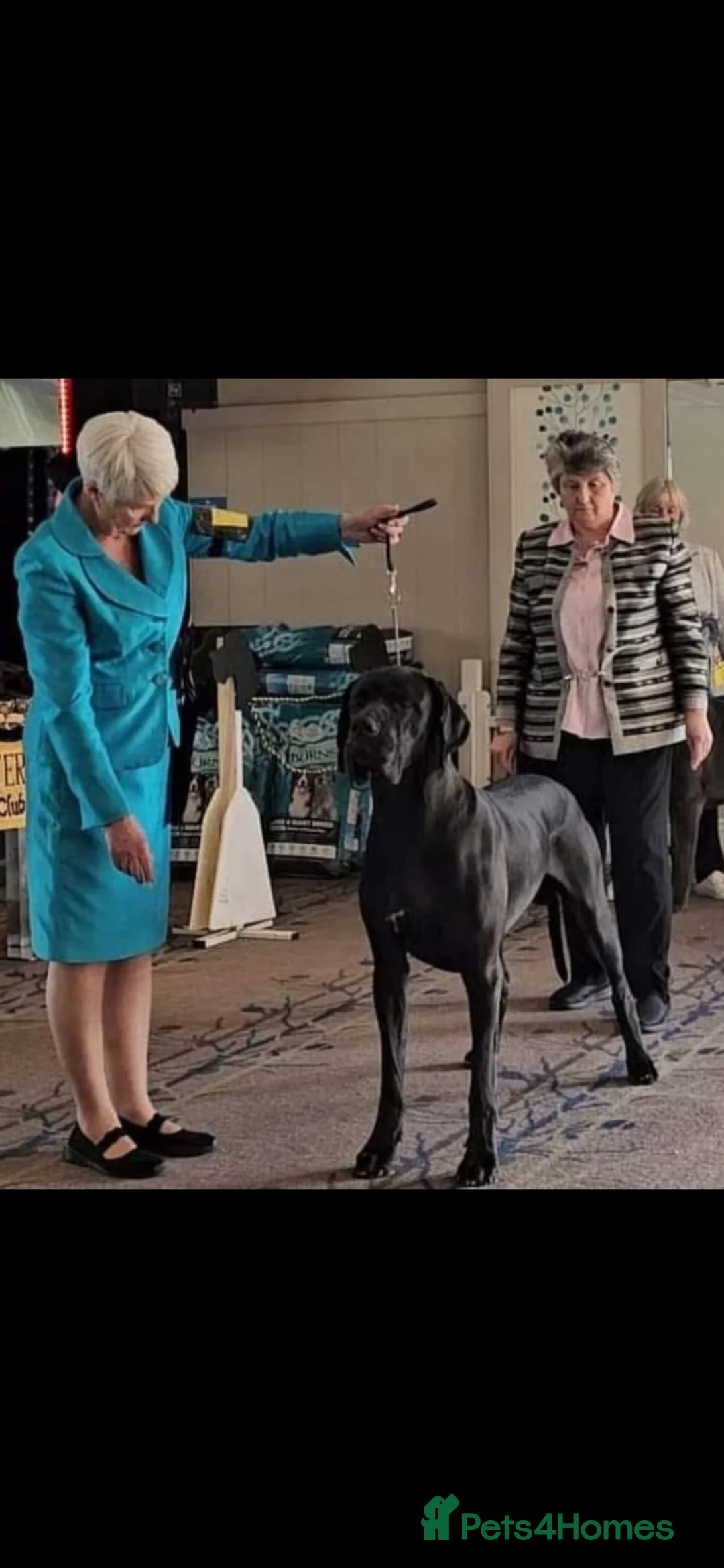 Great Dane dogs for sale: Gorgeous litter of kc registered Dane puppy's  - Advert 35