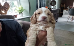 Cockapoo dogs for sale: F1B 5 STAR HEALTH CHECKED STUNNING COCKERPOOS  - Image 13
