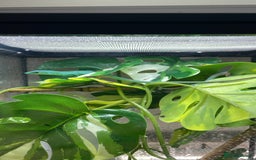 Lizard reptiles for sale: CB06/25 Green Keeled Lizards for Sale  - Image 2