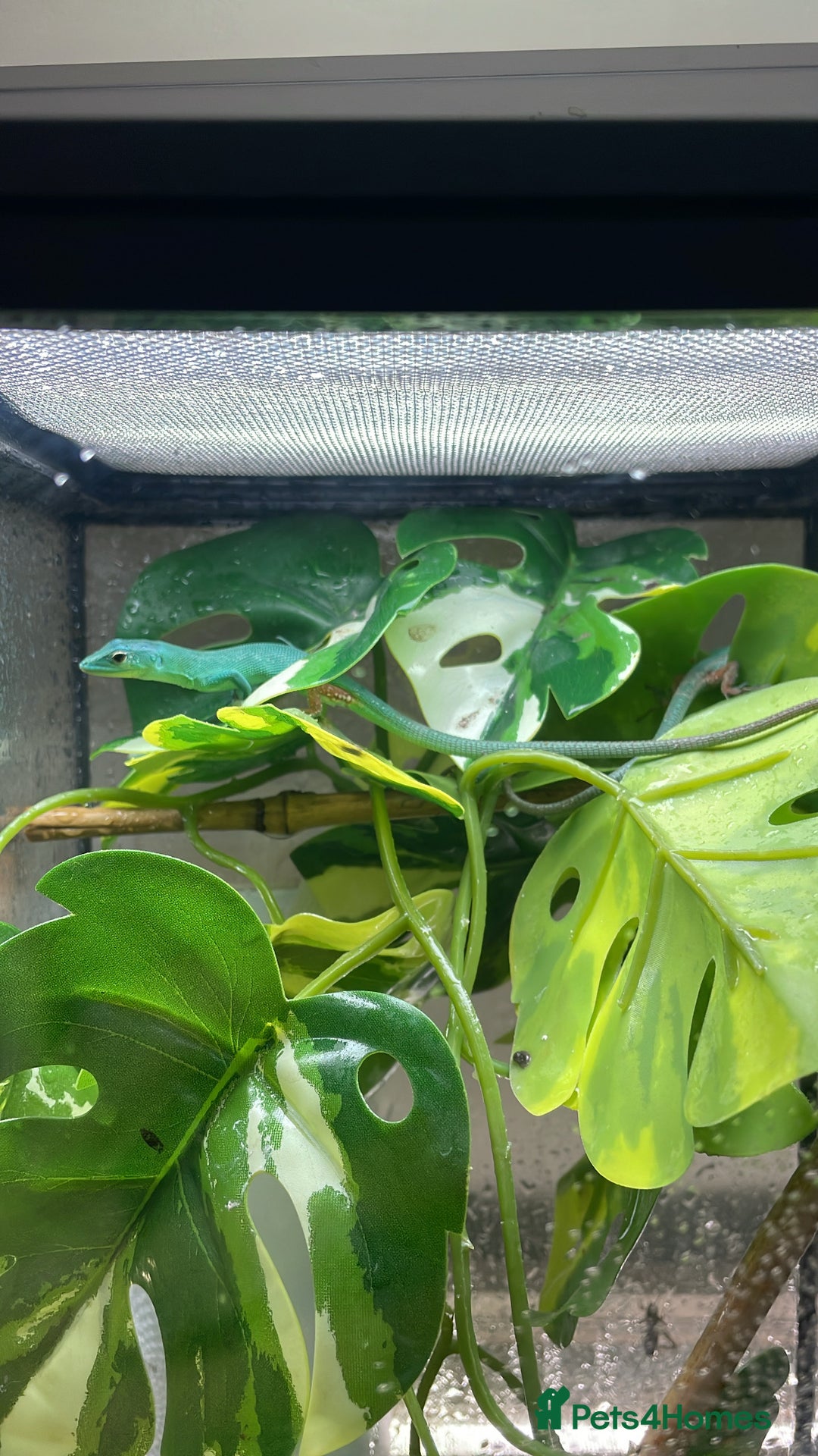 Lizard reptiles for sale: CB06/25 Green Keeled Lizards for Sale  - Image 2