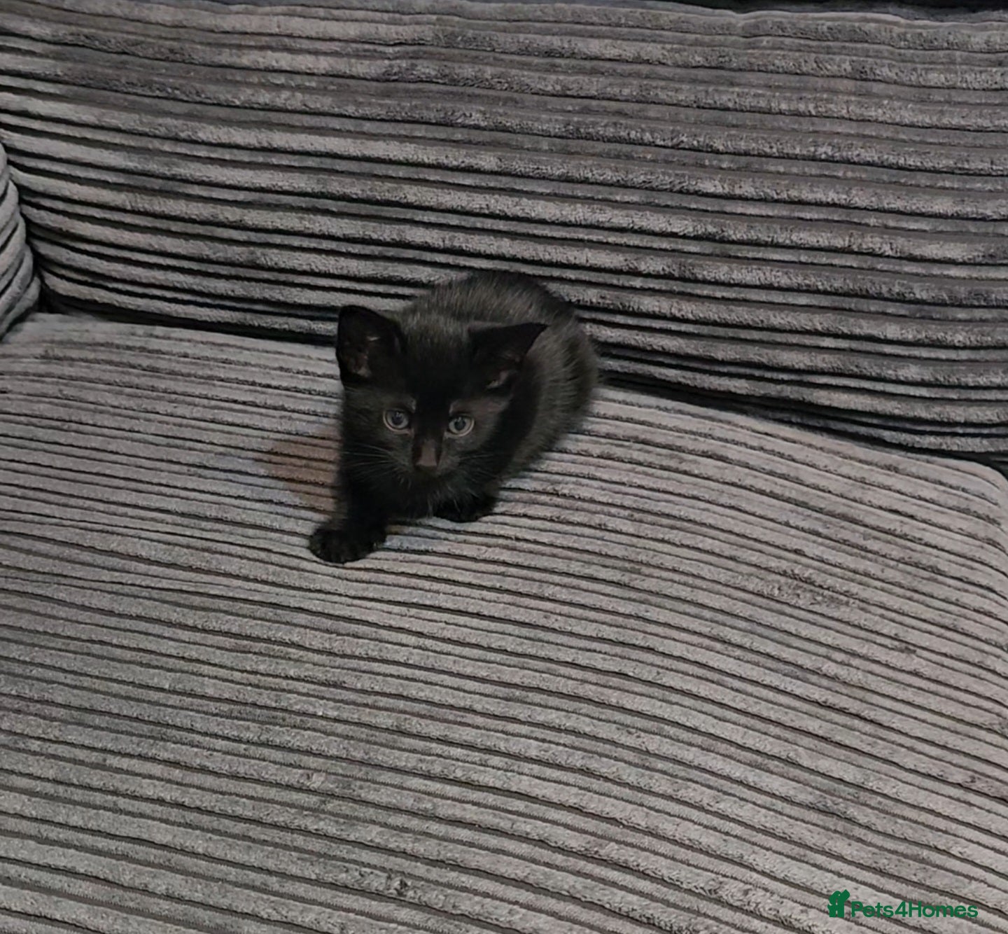 Mixed Breed cats Gorgeous  black kitten female.  - Advert 2