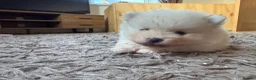 Pomeranian dogs for sale: Stunning White Female Pomeranian Puppy Available - Advert 8