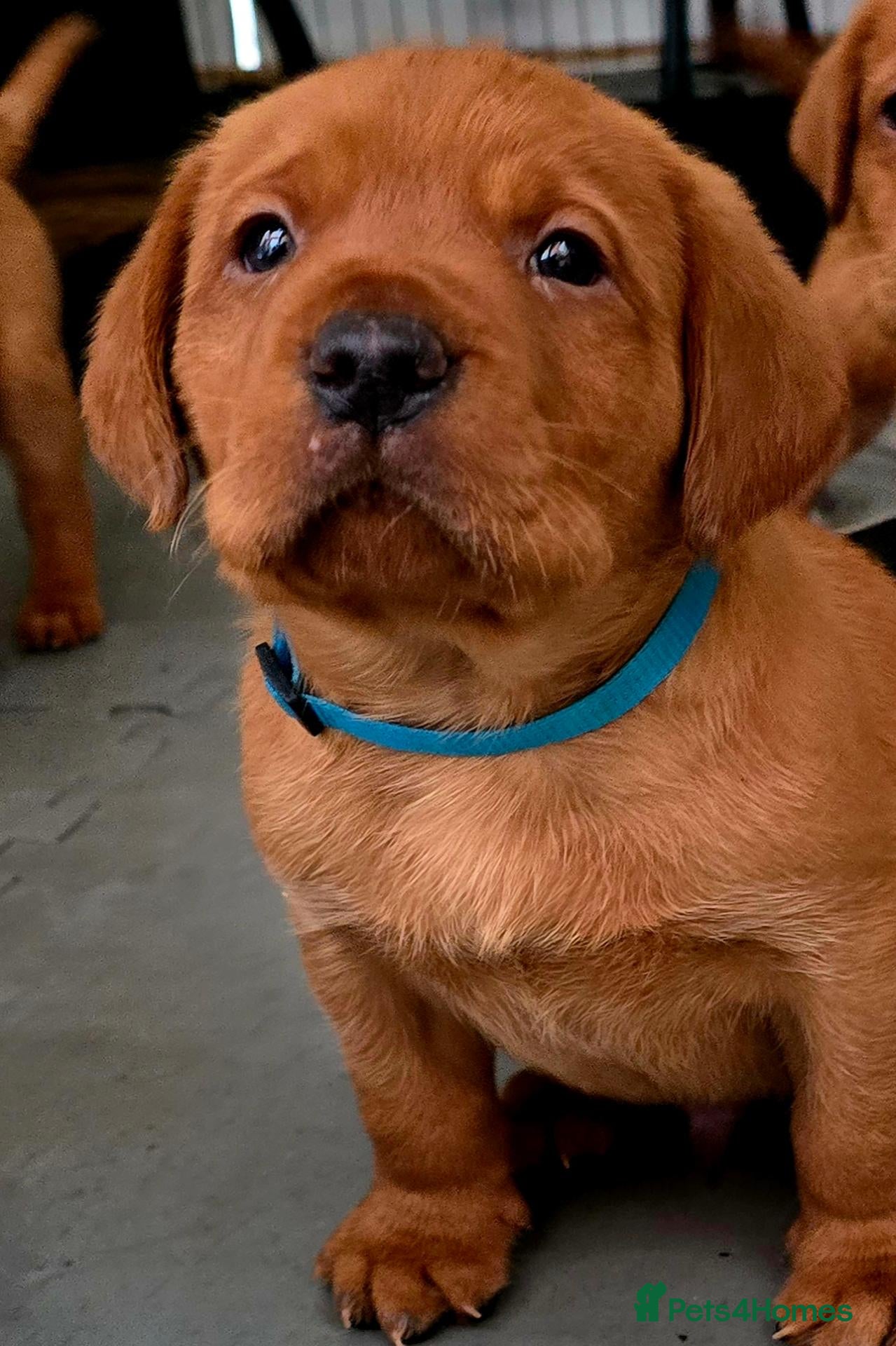 Labrador Retriever dogs for sale: Stunning litter of Fox Red Labrador Retrievers  - Advert 2