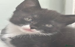 Mixed Breed cats for sale: Domestic cats  - Image 17