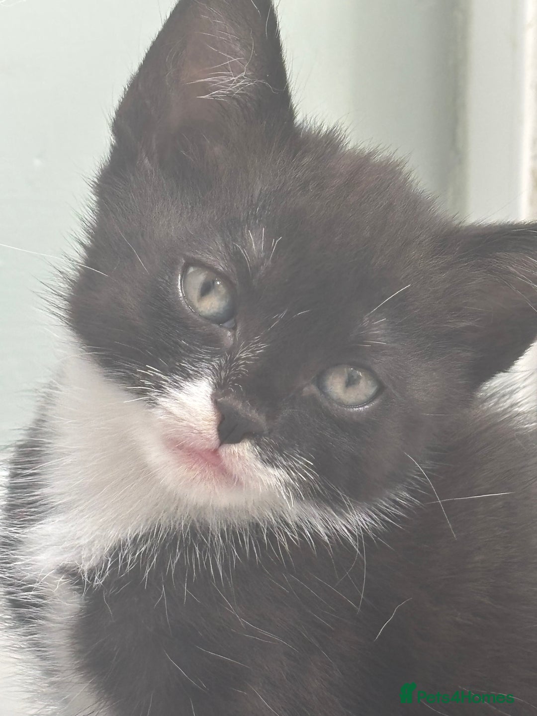 Mixed Breed cats for sale: Domestic cats  - Image 17