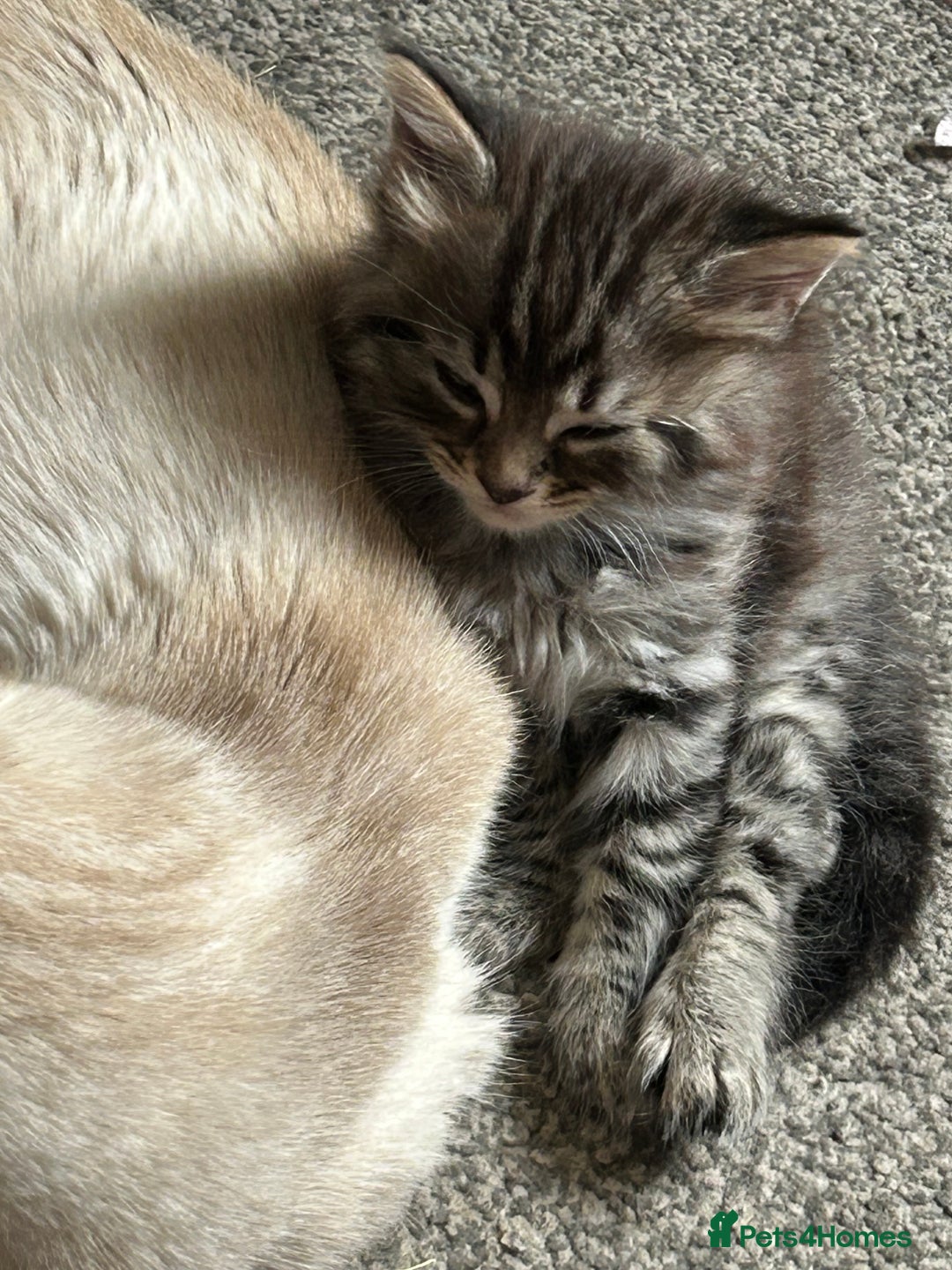 British Longhair cats for sale: Beautiful Black and grey kittens - Image 3