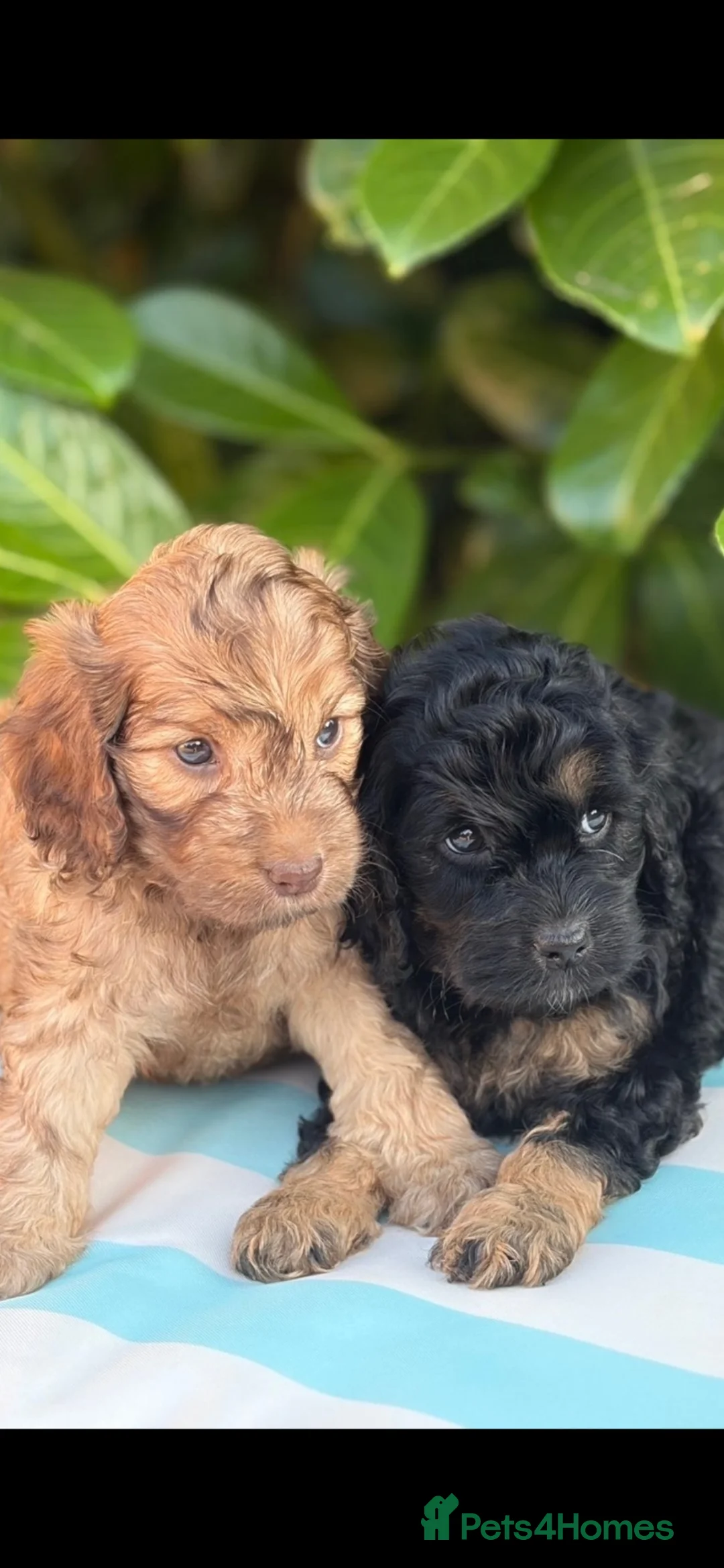 Cockapoo dogs for sale: Cockapoo males and females  - Advert 2
