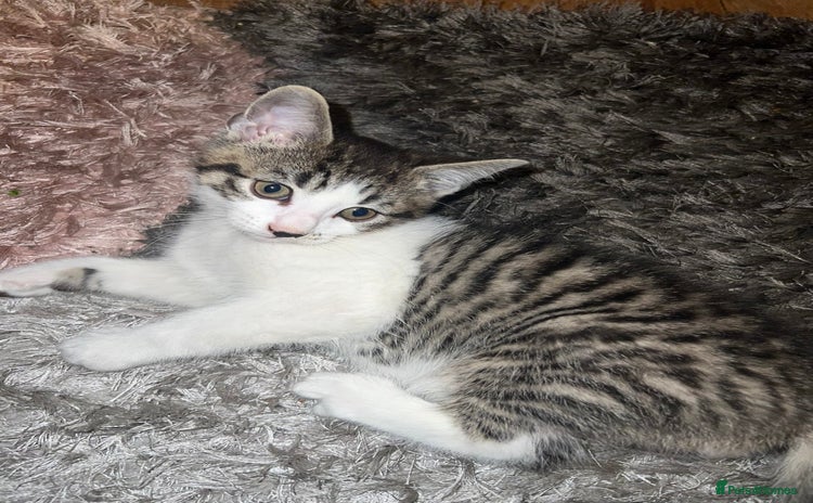 Mixed Breed cats - Advert 7