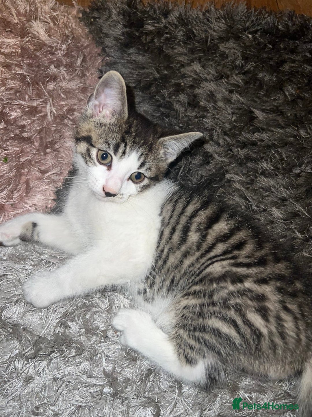 Mixed Breed cats for sale: 4 beautiful kittens ready for homes - Image 1