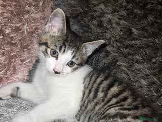 Mixed Breed cats - Advert 34
