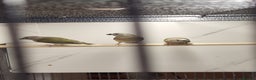 Finches birds for sale: Young Gouldian finches - Advert 5