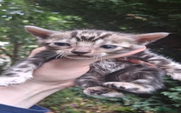 Bengal cats for sale: TICA Brown and Silver Bengal Kittens - Image 4