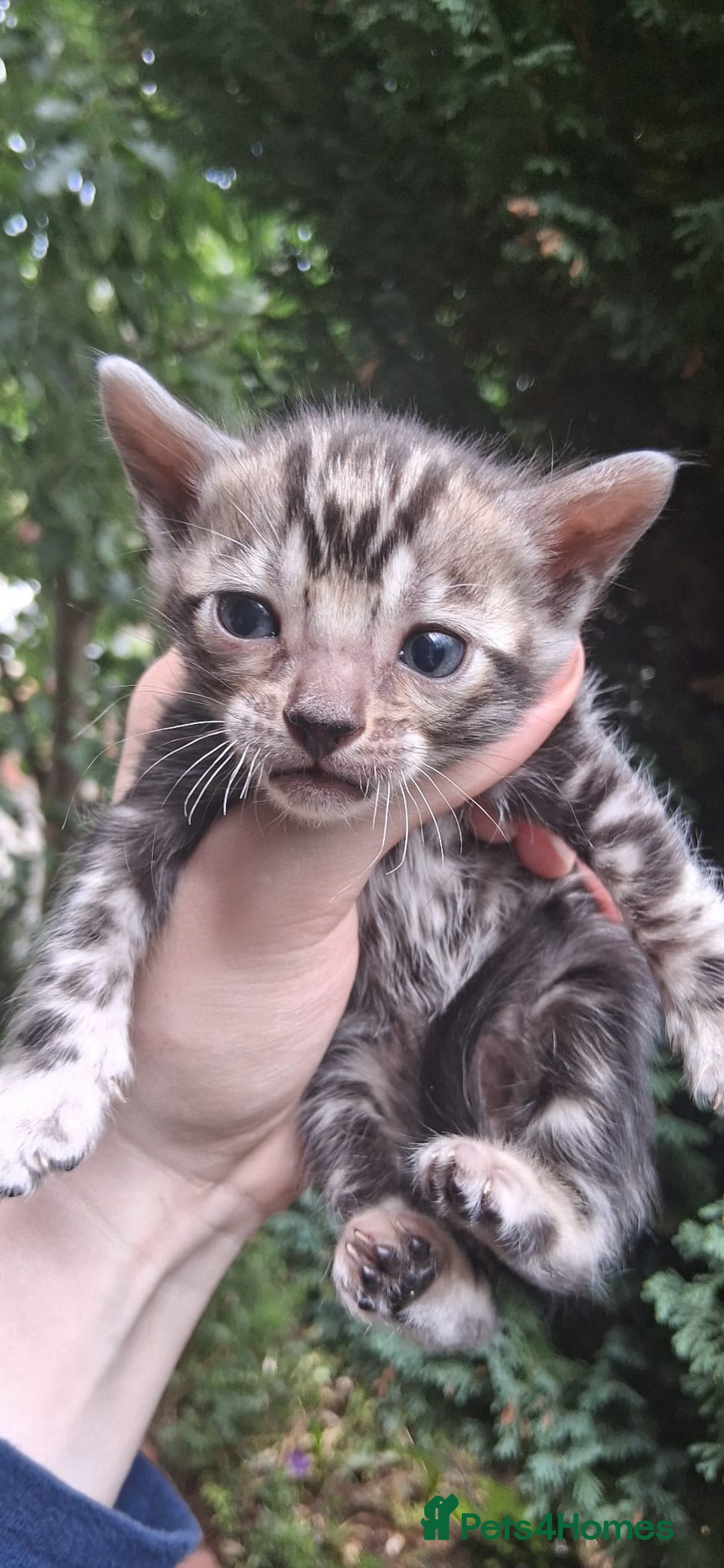 Bengal cats for sale: TICA Brown and Silver Bengal Kittens - Image 4