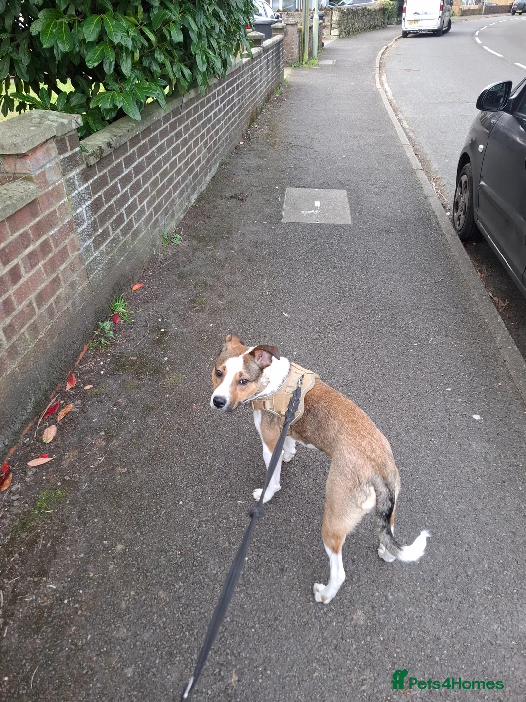 Mixed Breed dogs for sale: Staffordshire bull terrier cross border collie  in Eastleigh - Advert 5